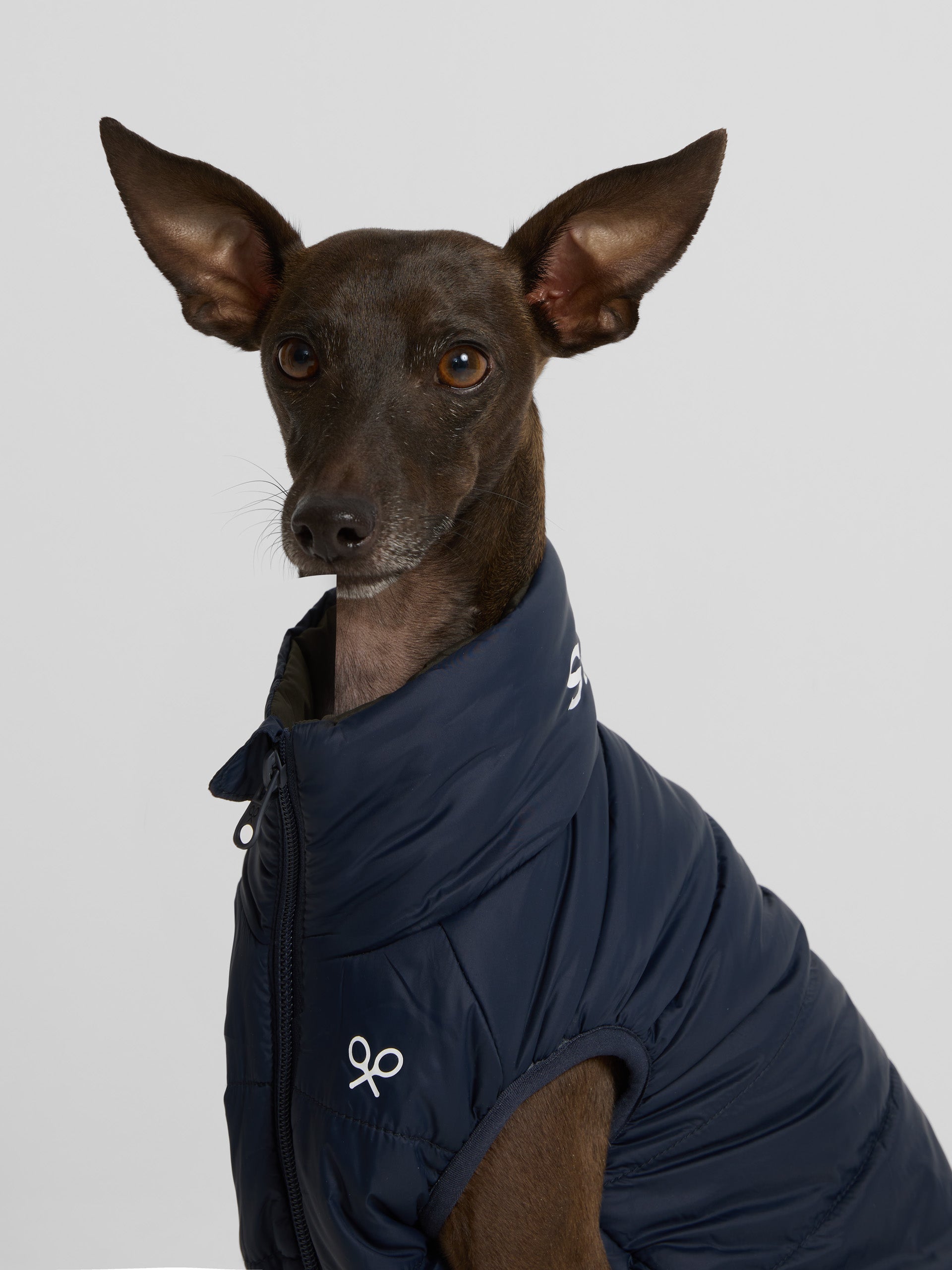 Reversible blue-green pet coat