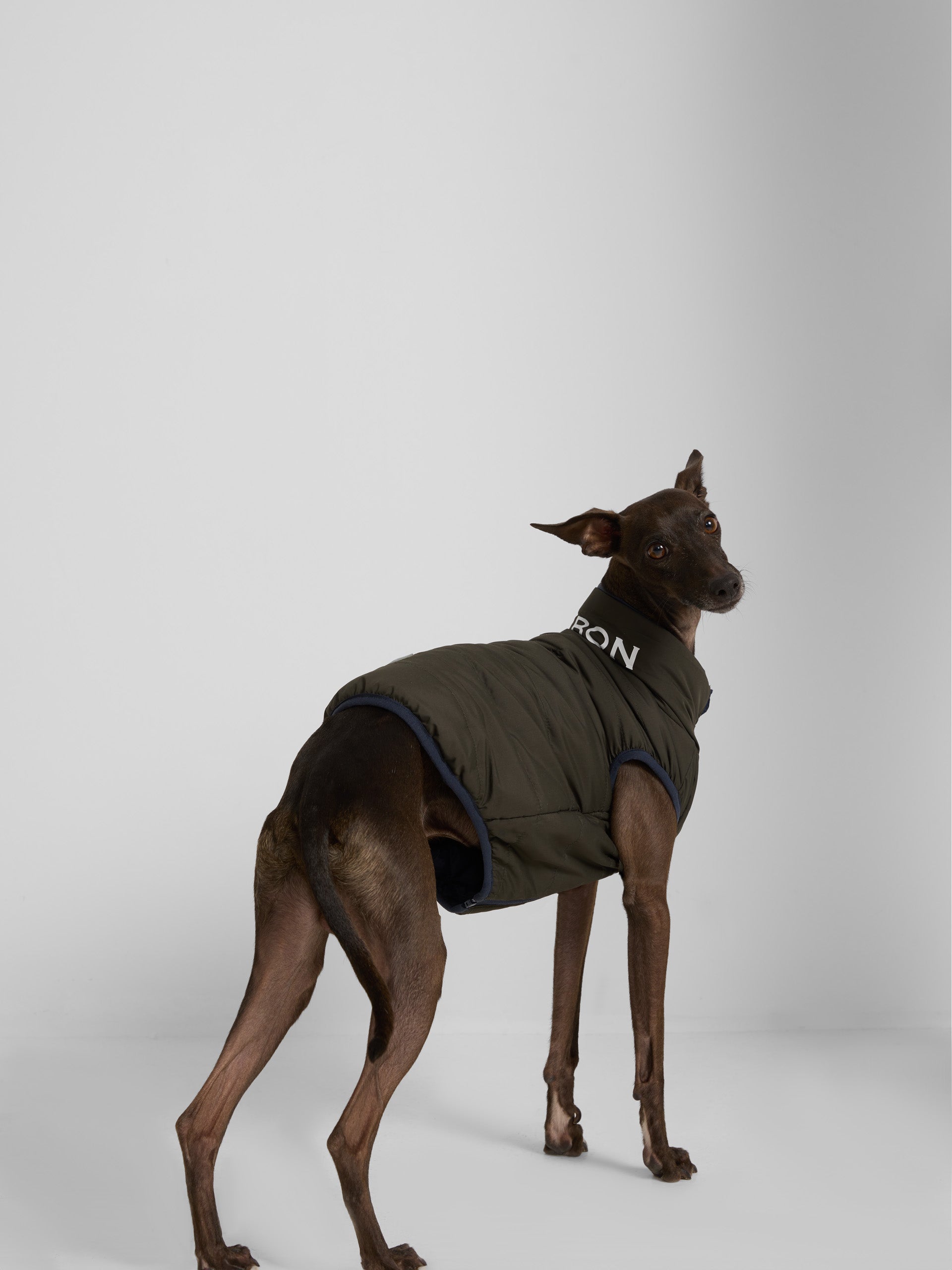 Reversible blue-green pet coat