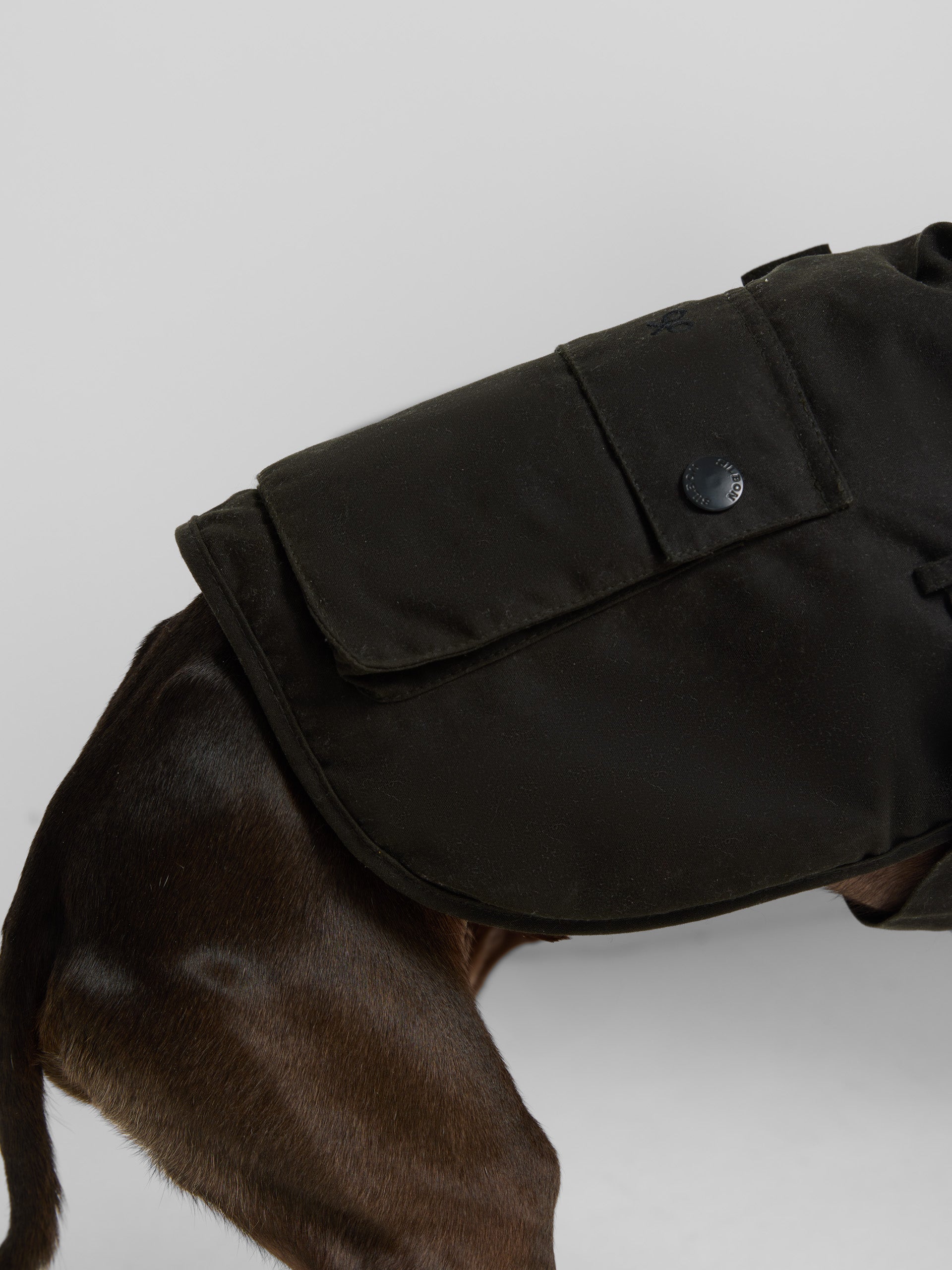 Manteau pour animaux de compagnie ciré vert