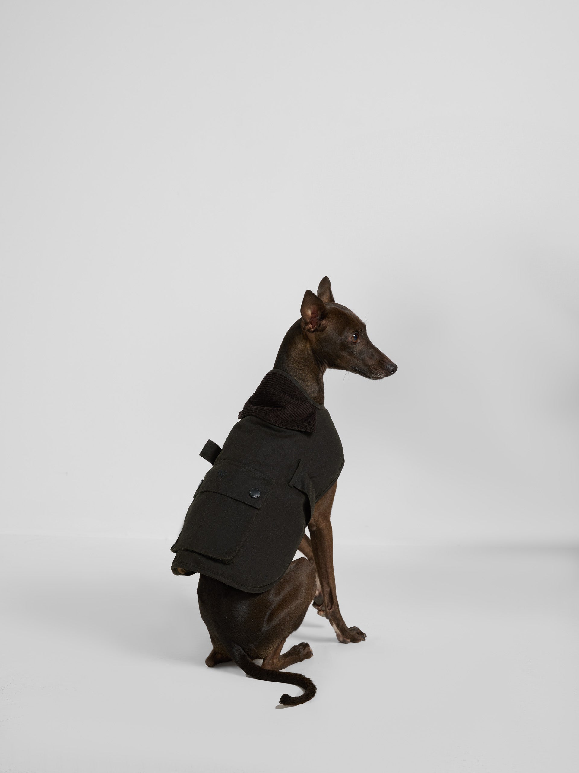 Manteau pour animaux de compagnie ciré vert