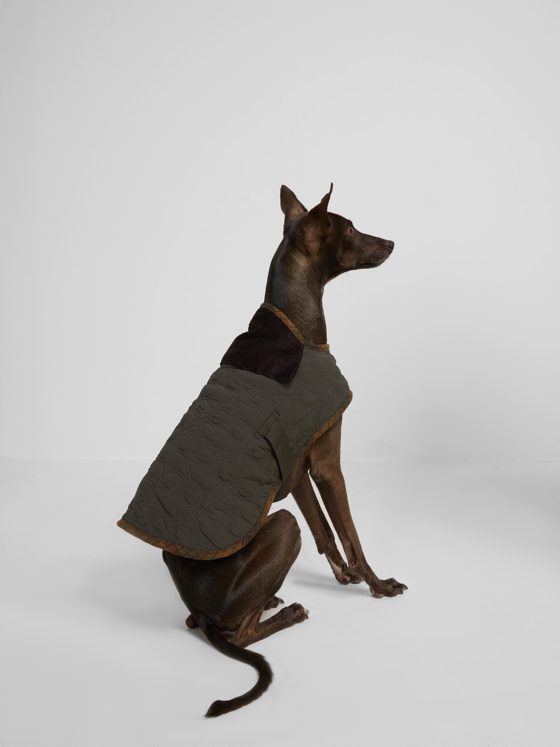 Manteau pour animaux de compagnie rembourré vert