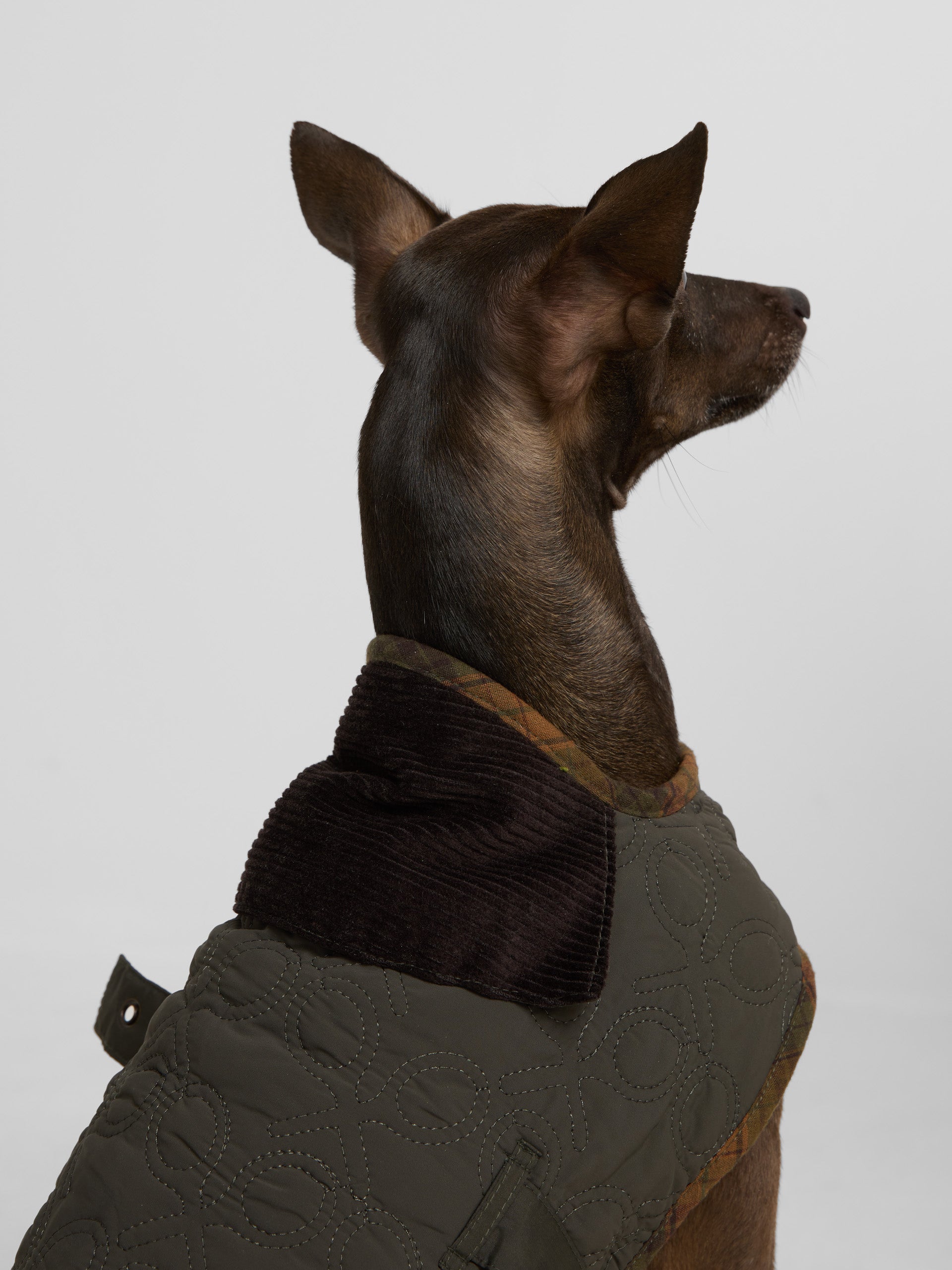 Green padded pet coat