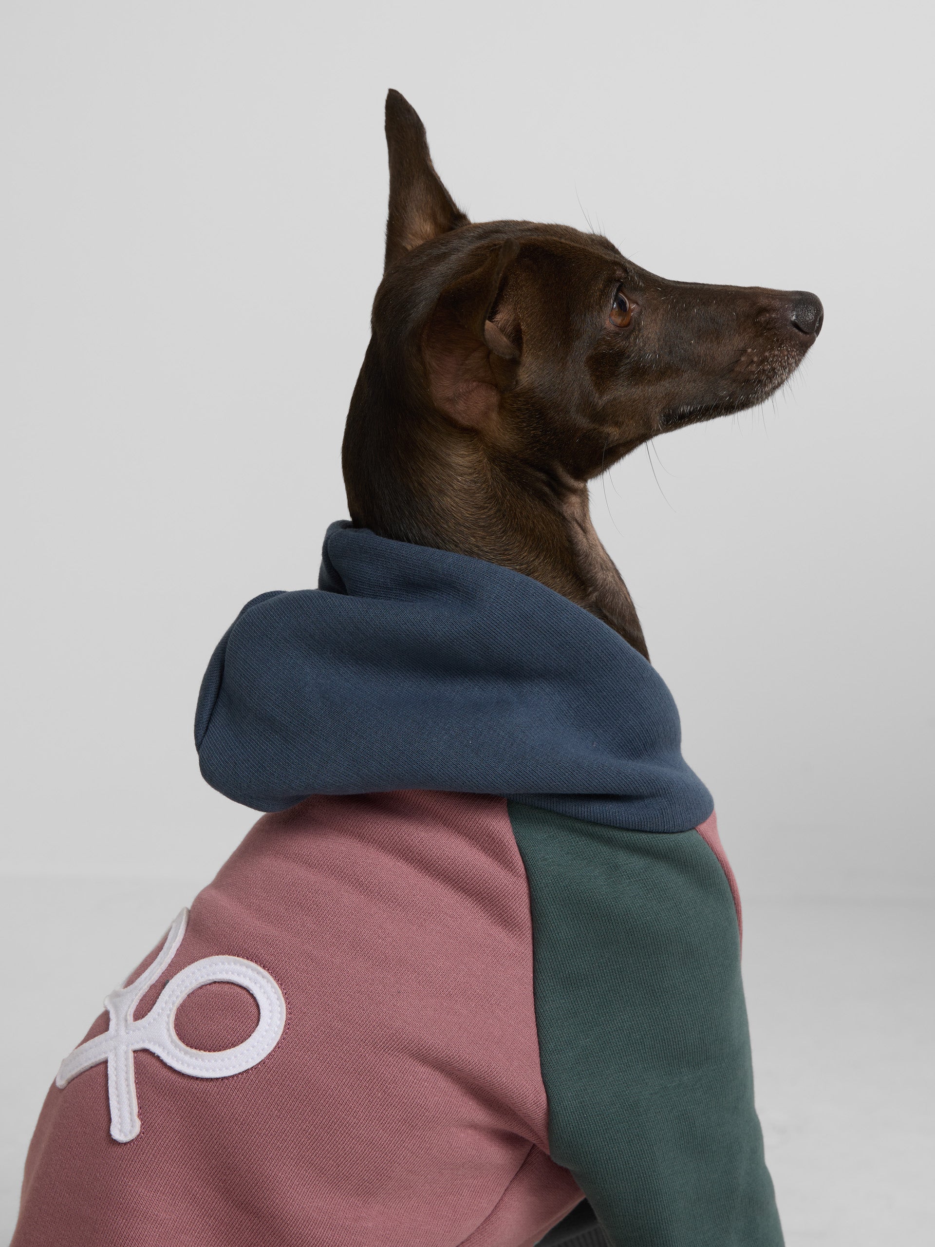 Sudadera mascotas hoodie multicolor burdeos