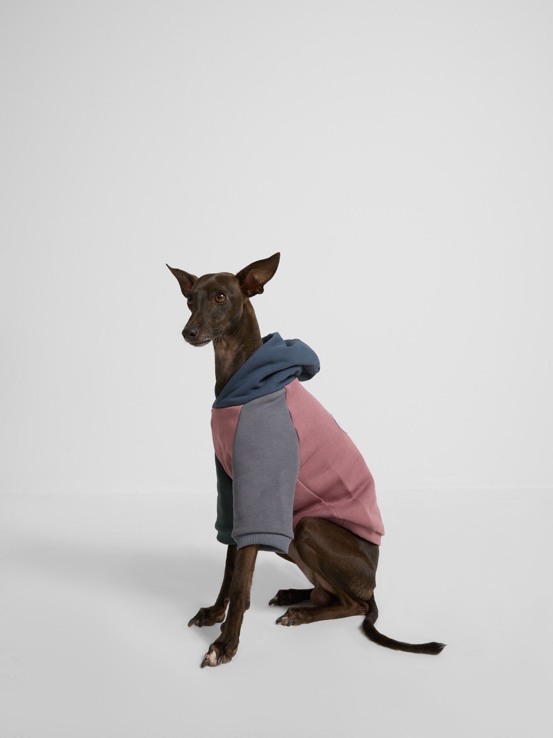 Sudadera mascotas hoodie multicolor burdeos