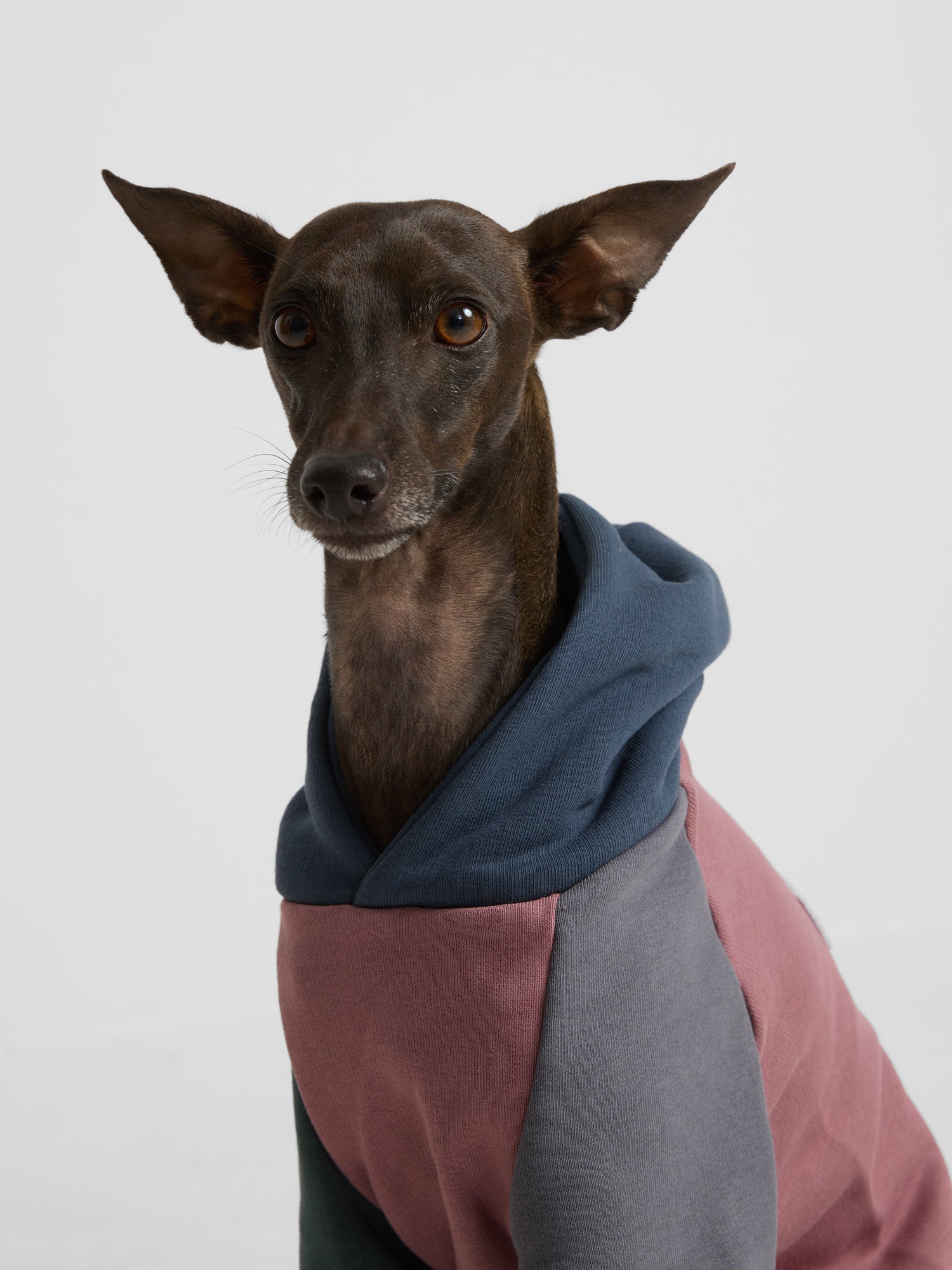 Sweat-shirt pour animaux de compagnie à capuche multicolore bordeaux