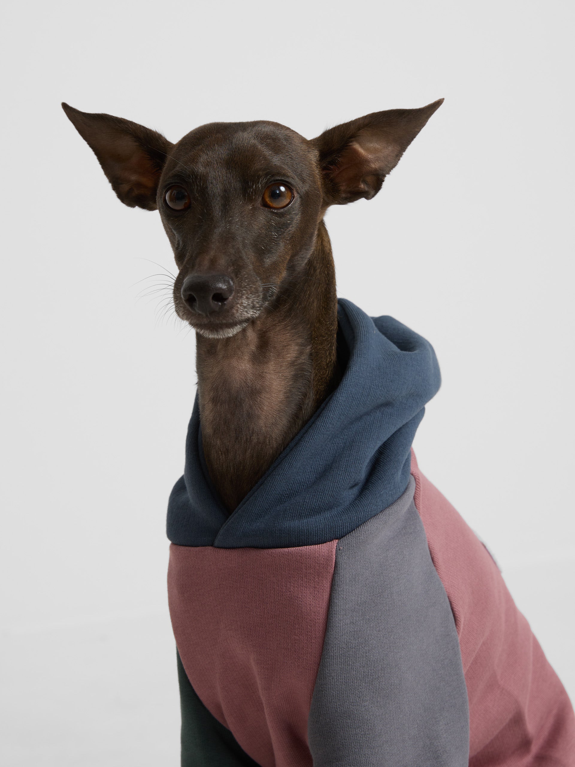 Sudadera mascotas hoodie multicolor burdeos