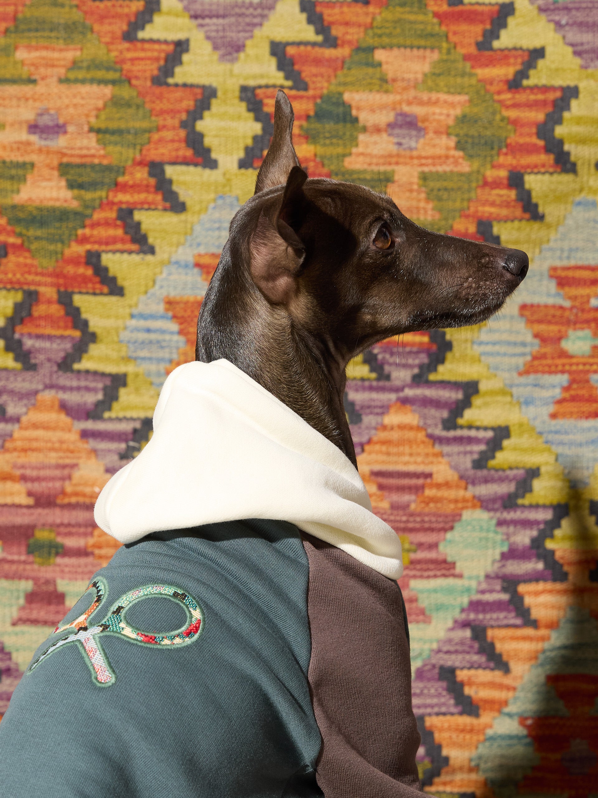 Sudadera mascotas hoodie multicolor verde